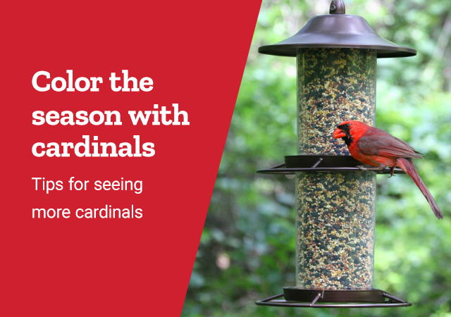 Color the season with cardinals. Tips for seeing more cardinals.