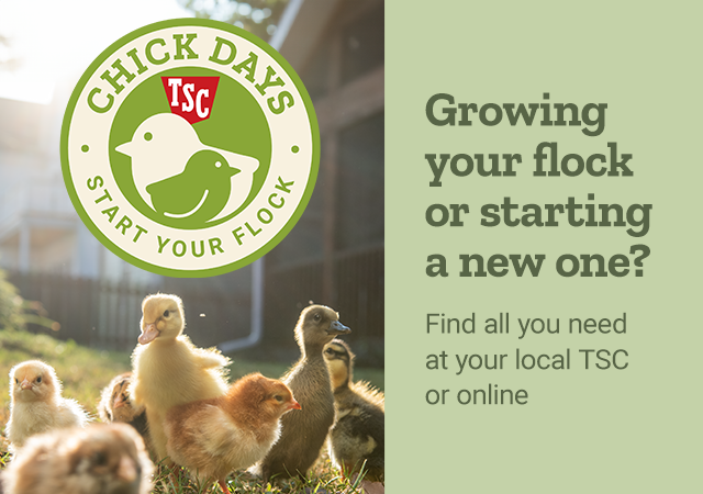 Chick Days TSC Start Your Flock. Growing your flock or starting a new one? Find all you need at your local TSC or online.