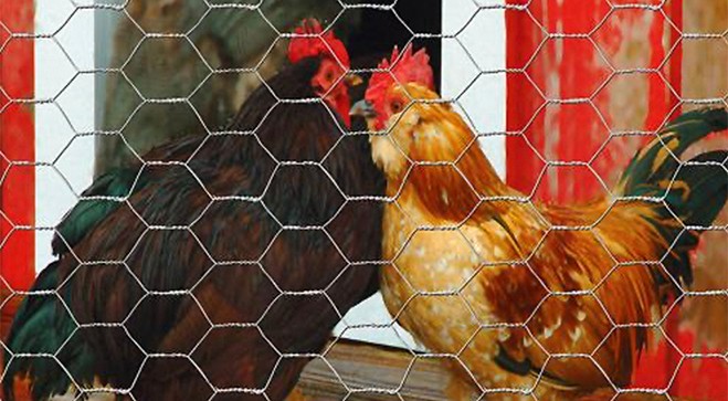 Poultry Wire