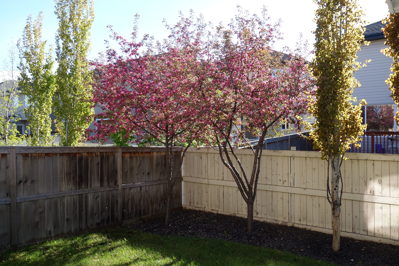 Image of a backyard with privacy fence.