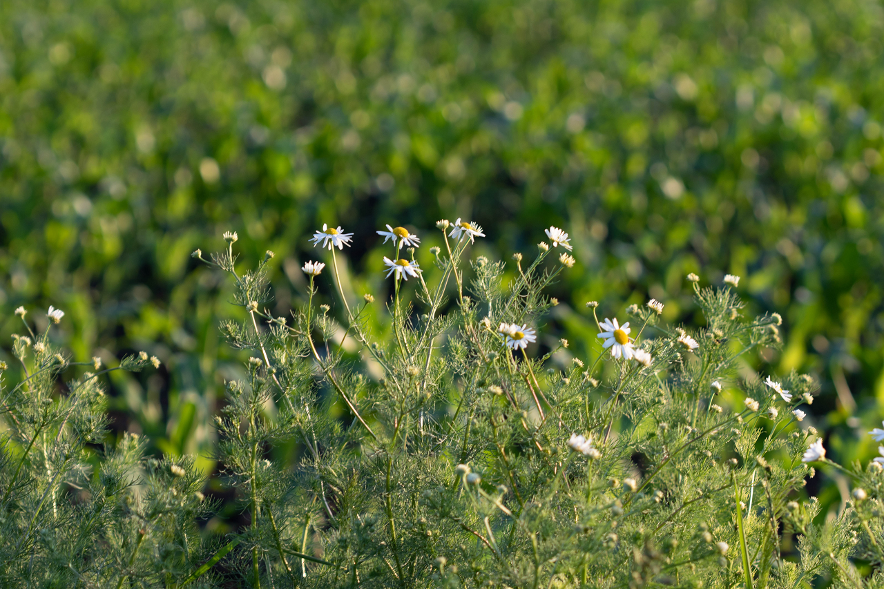 Image of chamomille plants used for making tea.