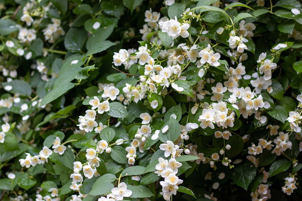 Image of a tea plant - camilla sinensis.