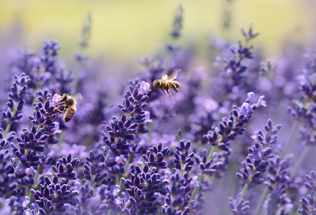 Image of lavender herbs growing.