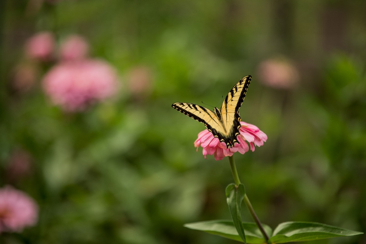 Image of a butterfly on a flower.