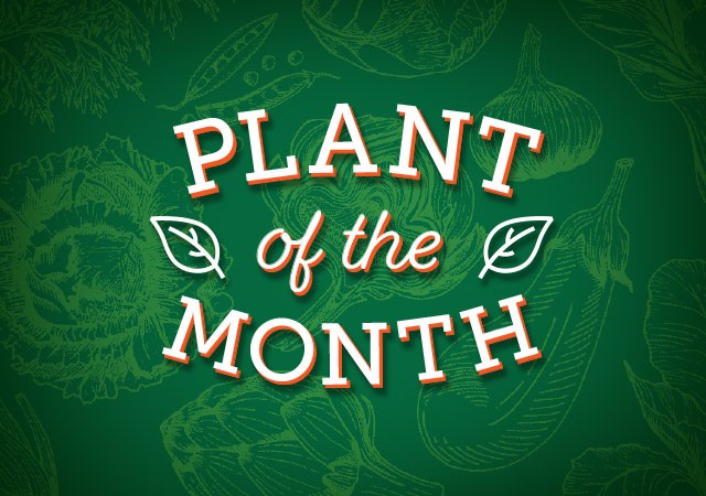 Plant of the Month image