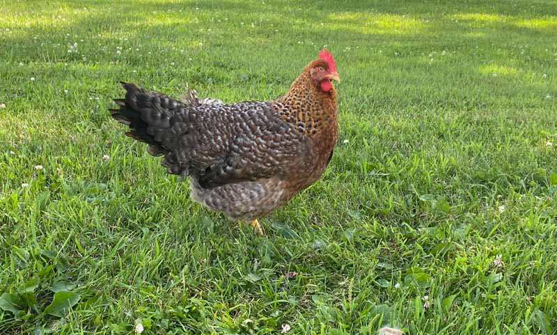 Bielefelder chicken with multi-colored feathers standing in grass