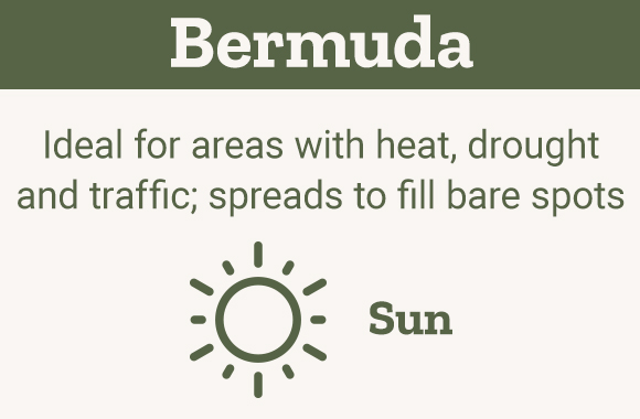 Bermuda Ideal for areas with heat, drought an dtraffic, spreads to fill bare spots Sun