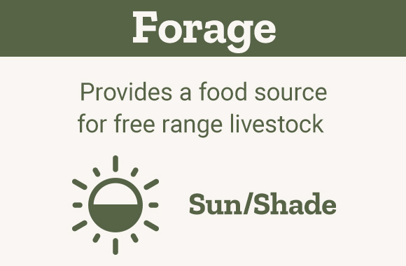 Forage Provides a food source for free range livestock Sun/Shade