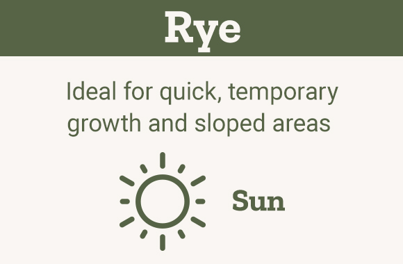 Rye Ideal for quick, temporary growth and sloped areas  Sun