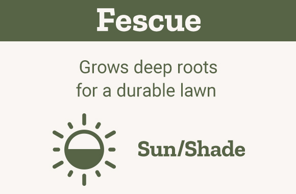 Fescue Grows deep roots for a durable lawn Sun/Shade